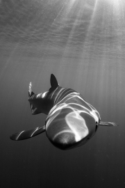 Shark-and-sunbeams