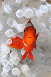 Spinecheek-anemone-fish