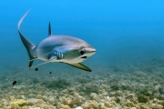 Thresher-shark-portrait