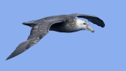 002 Southern Giant Petrel by Gill Marsh