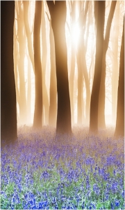 Bluebell Woods at sunrise by Anna Stowe