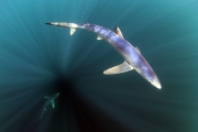 Blue sharks in sunbeams by Gill Marsh A1-C