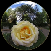 Fisheye Rose by Gill Marsh