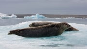 Lazing Around by Richard Salt