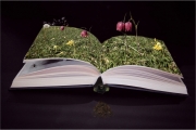 Pop up book of nature by Mike Stanley