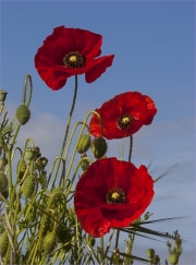 Poppies by Jim Bullock