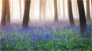 Bluebell Woods at sunrise by Anna Stowe