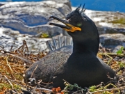 Cormorant on Nest by David Foxwell