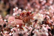 Crab on Maerl in Fal River by Gill Marsh