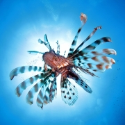 Lionfish by Gill Marsh