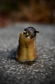 Slug rampant by Nic Jansen