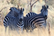 Dazzle Of Zebras by Neil Hayward