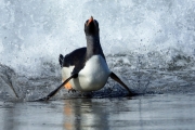 Surfin' Home  by Gill Marsh