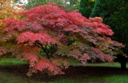 Acer by Paddy Bohan