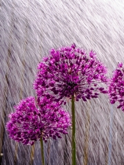 Allium Shower by Tony Marson