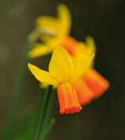 Daffodill by Paddy Bohan