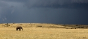 Gathering storm on the Mara by Gillian Marsh