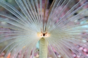 Tube worm by Gillian Marsh