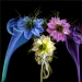 Colour it Smoke by Jim Bullock