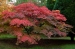 Acer by Paddy Bohan