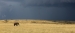 Gathering storm on the Mara by Gillian Marsh