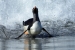 Surfin Home by Gill Marsh