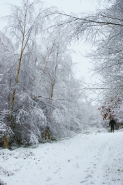 First Snow by Howard Millard