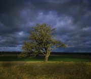 Spreading branches