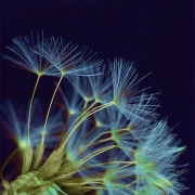 Dandelion Seed Head by Jim Bullock