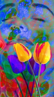 Tulip-Ecstasy_John-Day-A