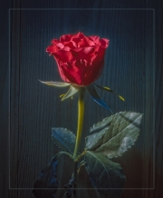 Rose with the Blues by John Day