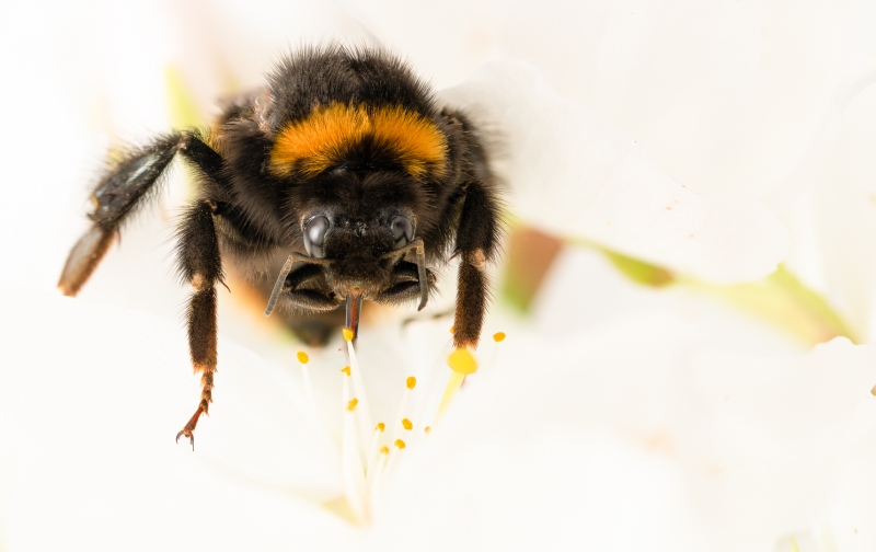 Let-It-Bee-by-Don-Chadwick