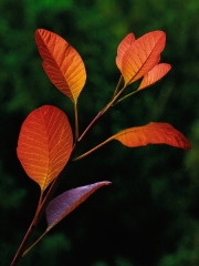 Backlit Leaves by John Histed