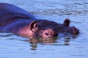 'I'm Watching You' by John Histed