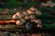 Fungi-by-Linda-Addyman