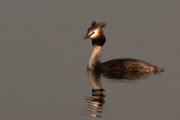 Great-Crested-Grebe-by-Linda-Addyman