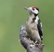 Woodpecker-by-Linda-Addyman