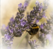 Busy Bee by Lyn Day