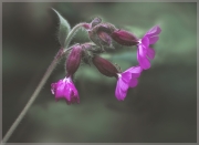 Fading-Campion-by-Lyn-Day