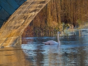 Swans Sunrise by Malcolm Cole