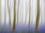 Bluebell Wood by Mike Buy