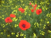 Dreaming of Poppies by Mike Buy