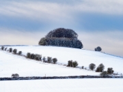 Liddington Trees by Mike Buy