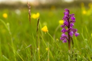 Meadow-Orchid