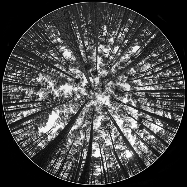 Caledonian-pine-forest-by-Gillian-Marsh