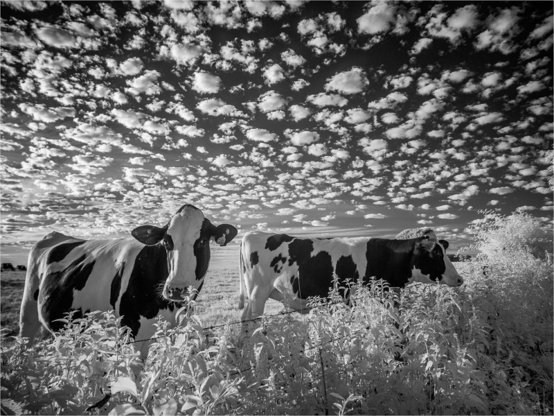 Friesian-Sky-by-Mike-Buy