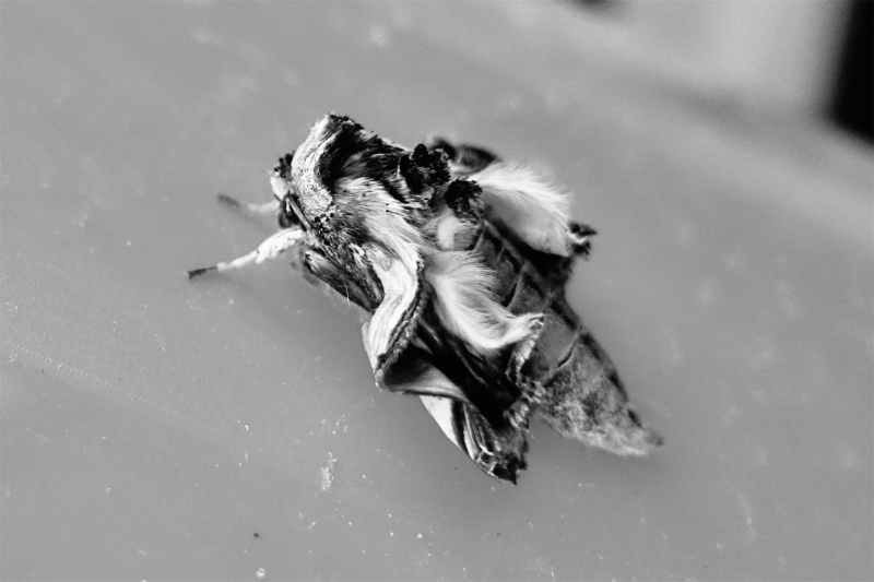 Moth-emergent-by-Nic-Jansen