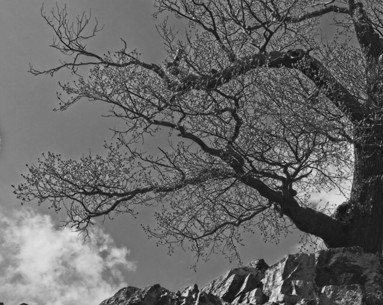 Rocks-and-tree-by-John-Day