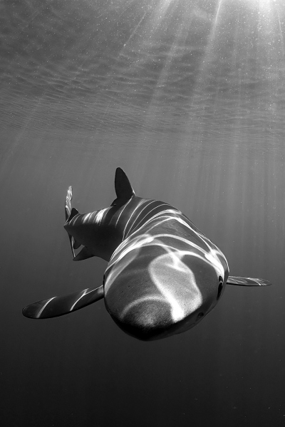 Shark-and-sunbeams-by-Gillian-Marsh