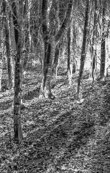 Winter-Light-On-Trees-by-Lyn-Day
